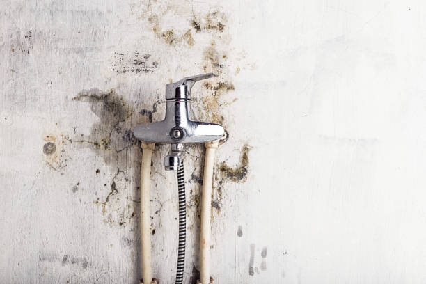 Best Best Mold Removal Companies  in Waldpt, OR