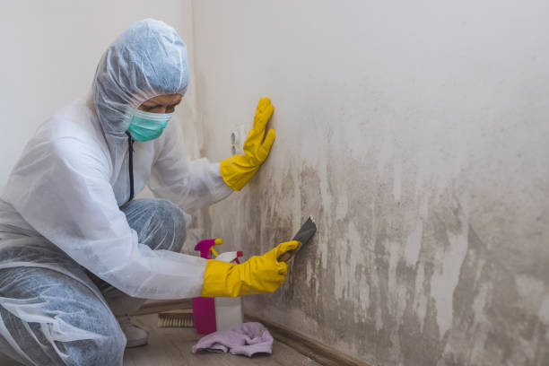 Best Local Mold Removal Service  in Waldpt, OR