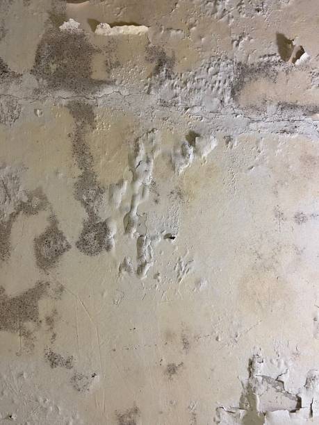 Trusted Waldport, OR Mold Removal Experts