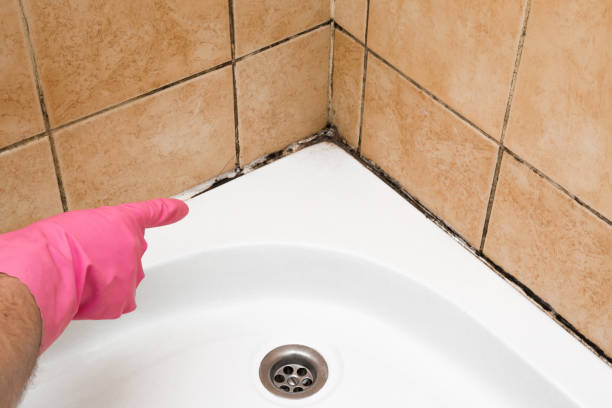 Best Attic Mold Removal  in Waldpt, OR